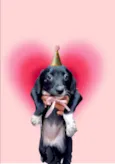 Cooki bb2 meses um amor 