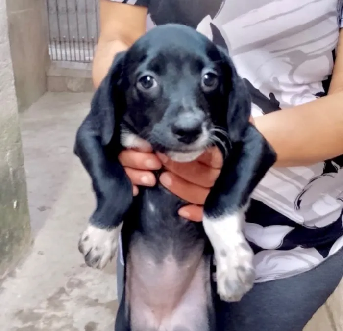 Cachorro raça SRD-ViraLata idade 2 a 6 meses nome Cooki bb2 meses um amor 