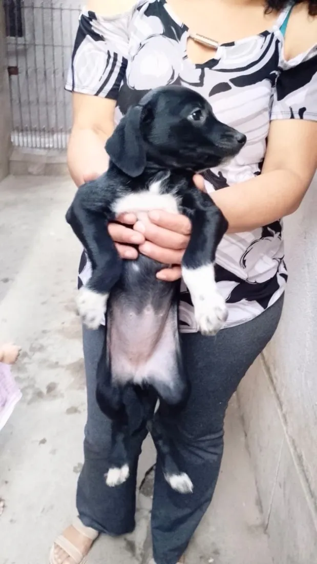 Cachorro raça SRD-ViraLata idade 2 a 6 meses nome Cooki bb2 meses um amor 