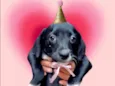 Cooki bb2 meses um amor 