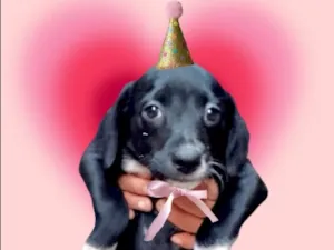 Cachorro raça SRD-ViraLata idade 2 a 6 meses nome Cooki bb2 meses um amor 