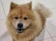 Koda