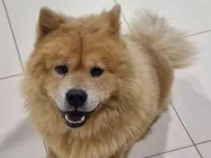 Cachorro raça SRD-ViraLata idade 3 anos nome Koda