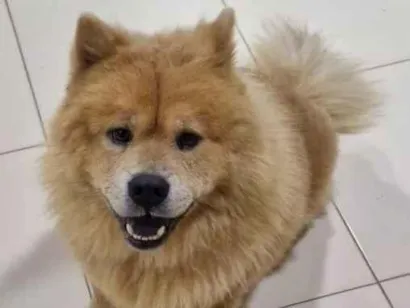 Cachorro raça  idade 3 anos nome M