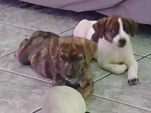 Cachorro raça SRD-ViraLata idade 2 a 6 meses nome Meredith