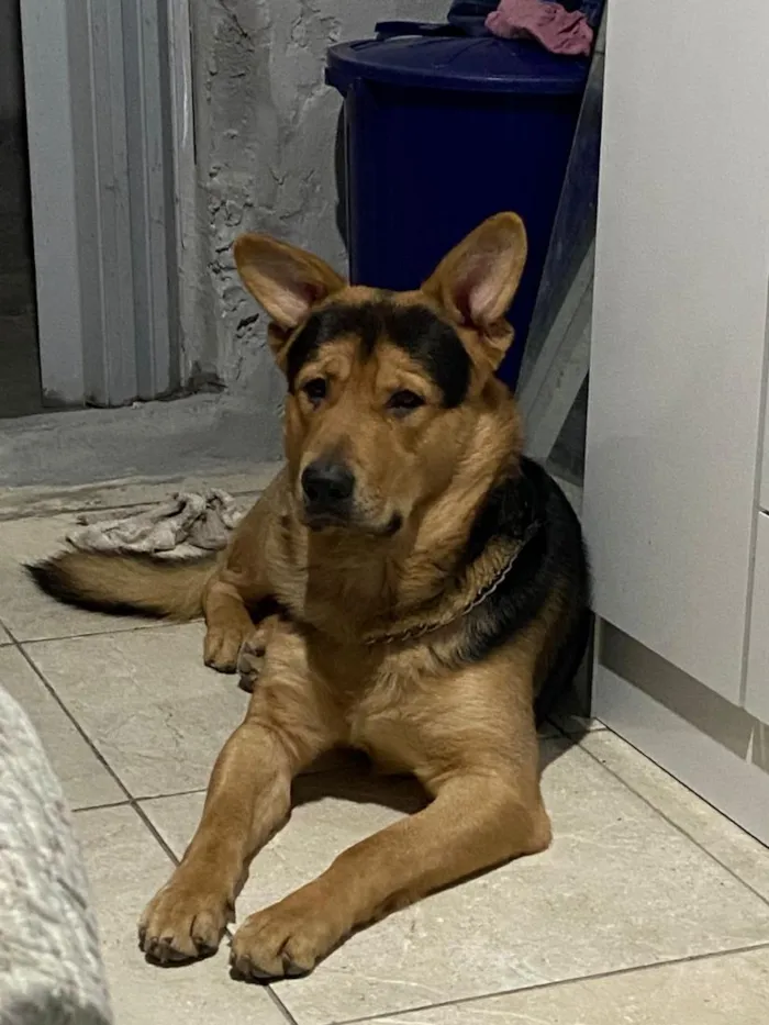 Cachorro raça Pastor Alemão idade 2 anos nome Zeus 