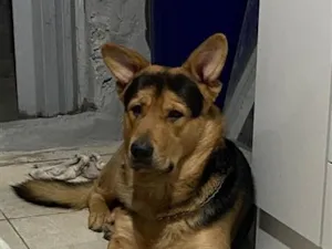 Cachorro raça Pastor Alemão idade 2 anos nome Zeus 