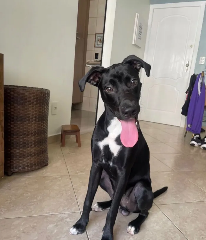 Cachorro raça SRD-ViraLata idade 2 anos nome Mike