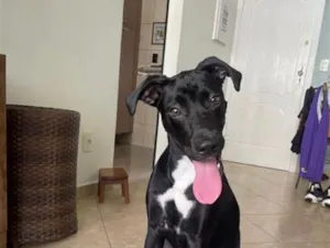 Cachorro raça SRD-ViraLata idade 2 anos nome Mike