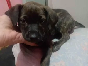 Cachorro raça SRD-ViraLata idade 2 a 6 meses nome Matilda