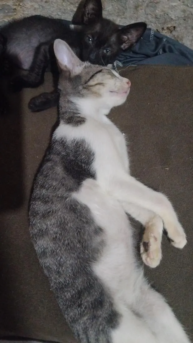 Gato raça SRD-ViraLata idade 7 a 11 meses nome Serafina 
