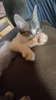 Serafina 