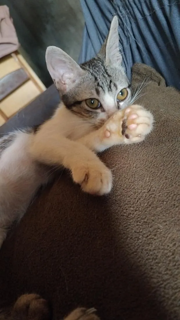 Gato raça SRD-ViraLata idade 7 a 11 meses nome Serafina 