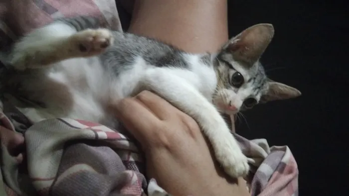 Gato raça SRD-ViraLata idade 7 a 11 meses nome Serafina 
