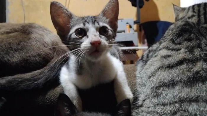 Gato raça SRD-ViraLata idade 7 a 11 meses nome Serafina 