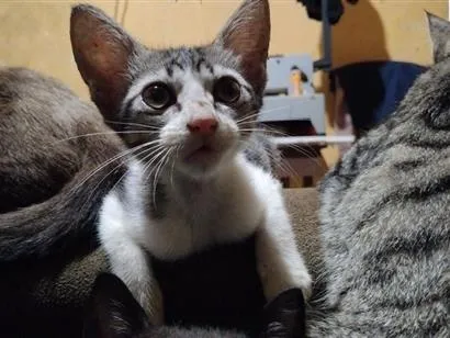 Gato raça SRD-ViraLata idade 7 a 11 meses nome Serafina 
