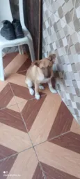 bob