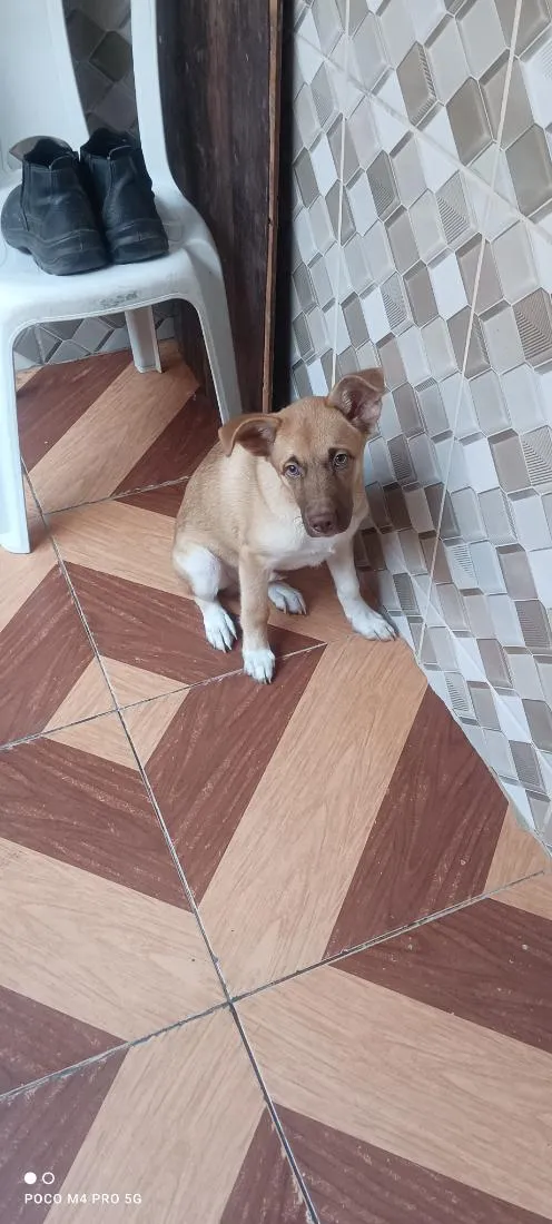 Cachorro raça SRD-ViraLata idade 2 a 6 meses nome bob