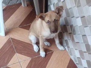 Cachorro raça SRD-ViraLata idade 2 a 6 meses nome bob