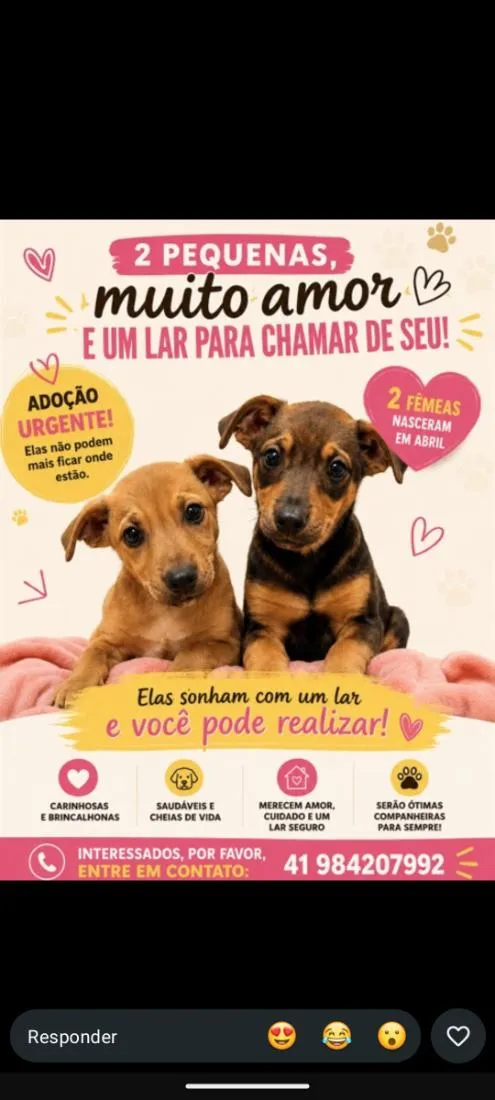 Cachorro raça SRD-ViraLata idade 2 a 6 meses nome Mel e Paçoca 