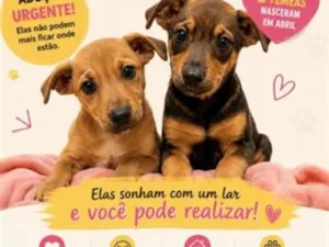 Cachorro raça SRD-ViraLata idade 2 a 6 meses nome Mel e Paçoca 