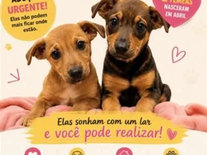 Cachorro raça SRD-ViraLata idade 2 a 6 meses nome Mel e Paçoca 