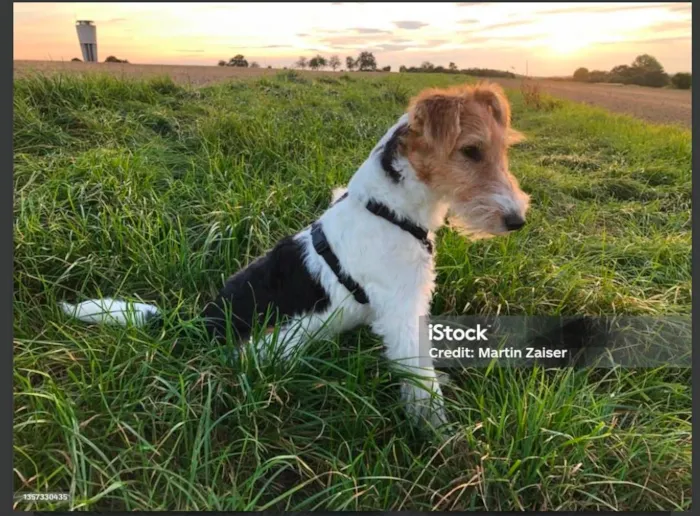 Cachorro raça Fox Terrier idade 6 ou mais anos nome Pinot