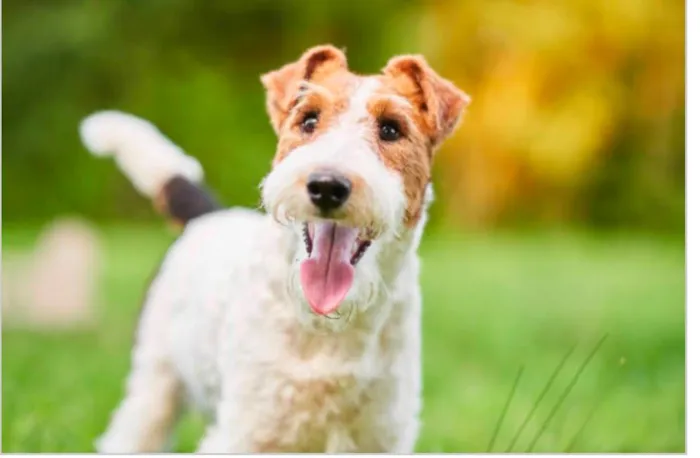 Cachorro raça Fox Terrier idade 6 ou mais anos nome Pinot