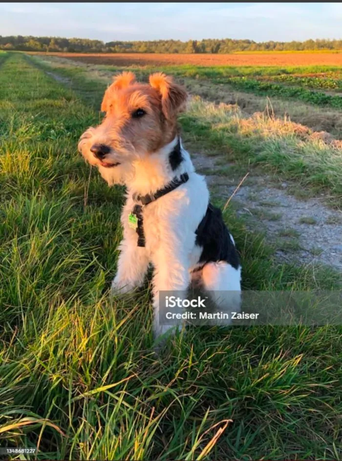 Cachorro raça Fox Terrier idade 6 ou mais anos nome Pinot