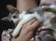 Serafina 