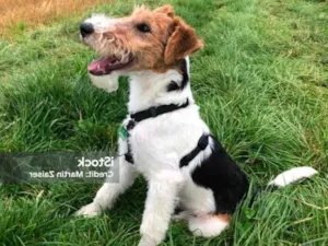 Cachorro raça Fox Terrier idade 6 ou mais anos nome Pinot