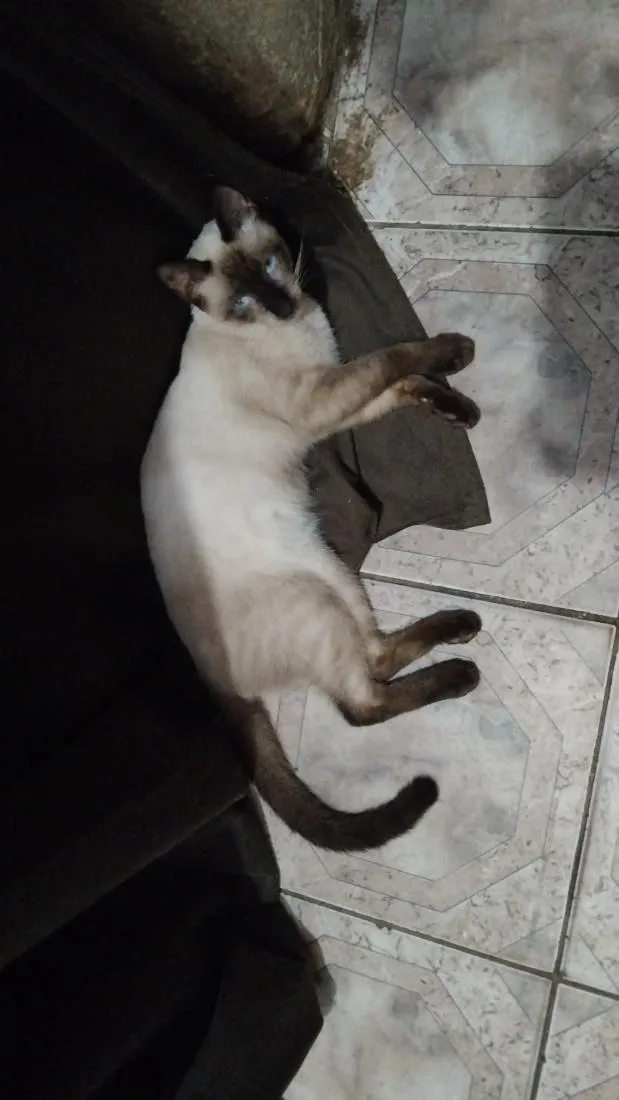 Gato raça SRD-ViraLata idade 1 ano nome Guloso/Dengoso