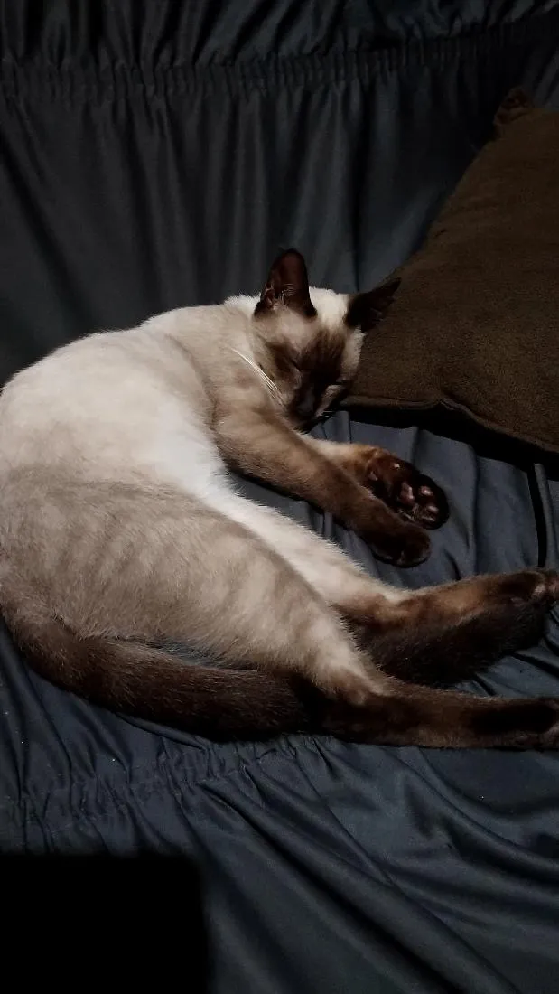 Gato raça SRD-ViraLata idade 1 ano nome Guloso/Dengoso