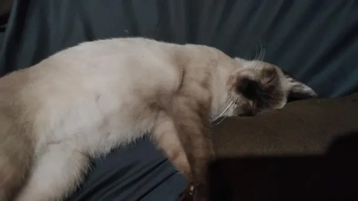 Gato raça SRD-ViraLata idade 1 ano nome Guloso/Dengoso
