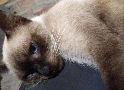 Gato raça SRD-ViraLata idade 1 ano nome Guloso/Dengoso
