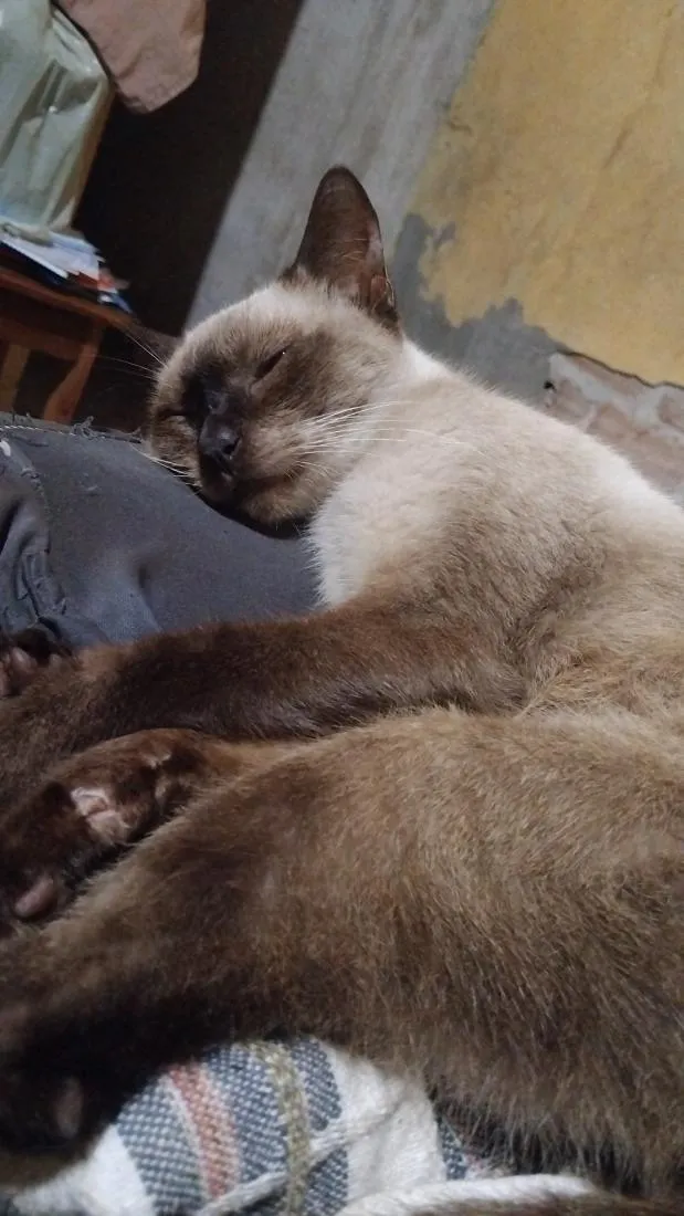 Gato raça SRD-ViraLata idade 1 ano nome Guloso/Dengoso