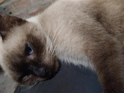 Gato raça SRD-ViraLata idade 1 ano nome Guloso/Dengoso