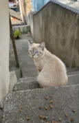 Lola
