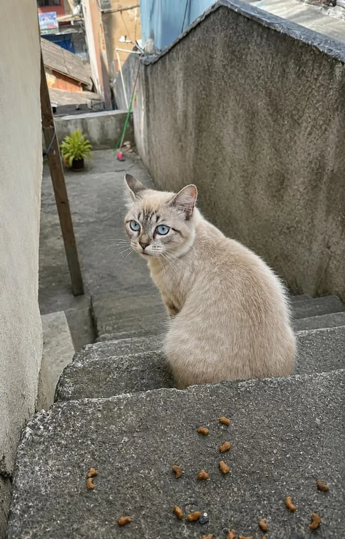 Gato raça SRD-ViraLata idade 1 ano nome Lola