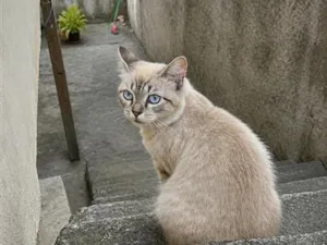 Gato raça SRD-ViraLata idade 1 ano nome Lola