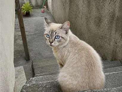 Gato raça SRD-ViraLata idade 1 ano nome Lola