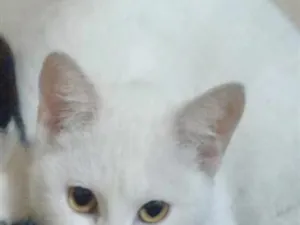 Gato raça SRD-ViraLata idade 2 a 6 meses nome Branca