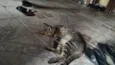 Lilica