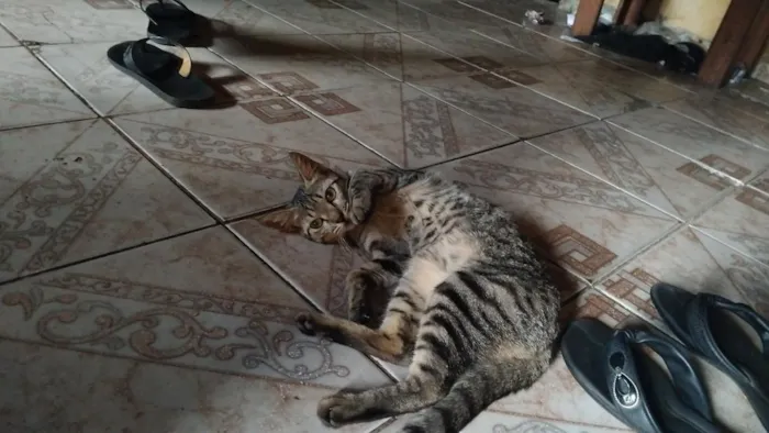 Gato raça SRD-ViraLata idade 1 ano nome Lilica