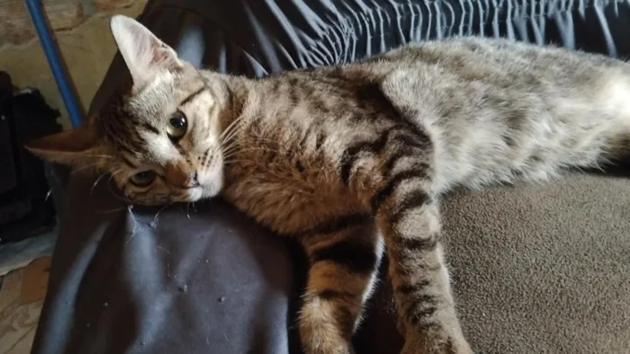 Gato raça SRD-ViraLata idade 1 ano nome Lilica