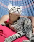 Lilica