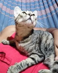 Gato raça SRD-ViraLata idade 1 ano nome Lilica