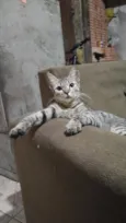 Lilica