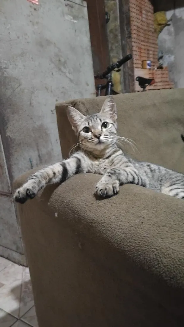 Gato raça SRD-ViraLata idade 1 ano nome Lilica