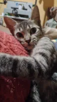 Lilica